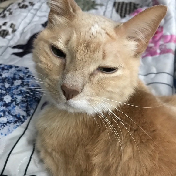 Meet your Posher, Norma - Picture 1 of 1